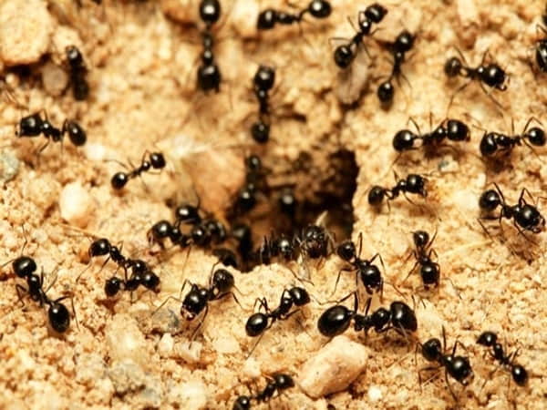 Chiêm bao thấy Kiến nên chọn con số nào gặp may