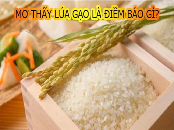 Vì sao nằm mơ thấy lúa gạo