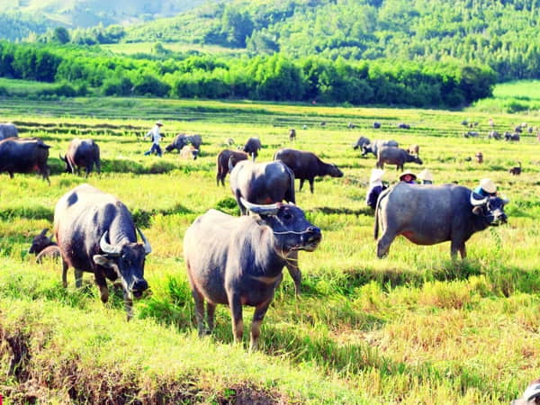 Nằm mơ thấy trâu và thịt trâu mang tới điềm báo gì