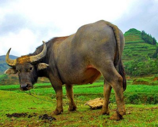 nam_mo_thay_con_trau
