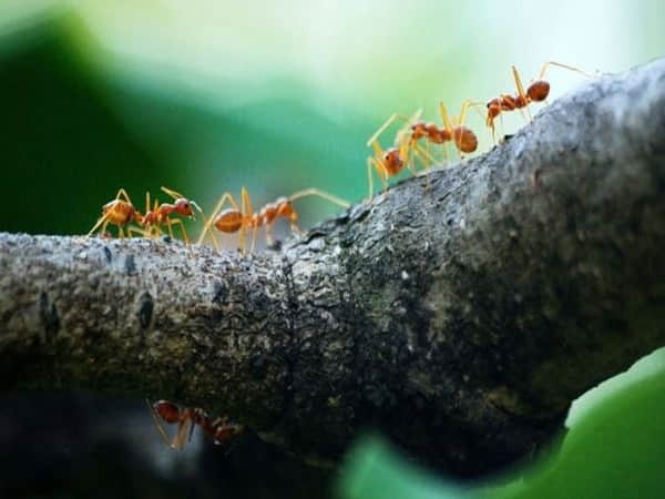 Những ý nghĩa tiêu cực của giấc mơ về con Kiến