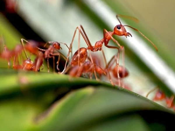 Ý nghĩa chung khi nằm mơ về con kiến