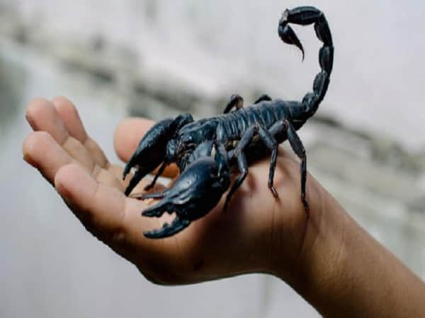 Trường hợp mơ thấy Bọ Cạp có phải điềm xấu