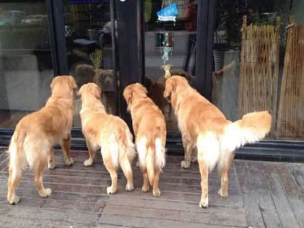 Nằm mơ thấy chó có ý nghĩa gì
