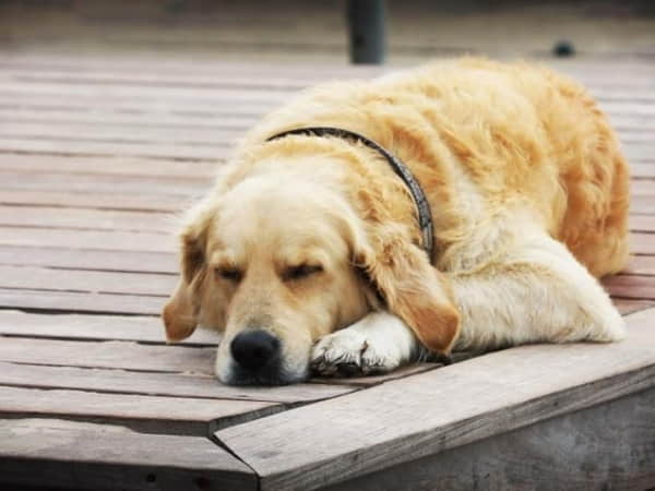 Mơ thấy chó nên chọn số nào gặp may
