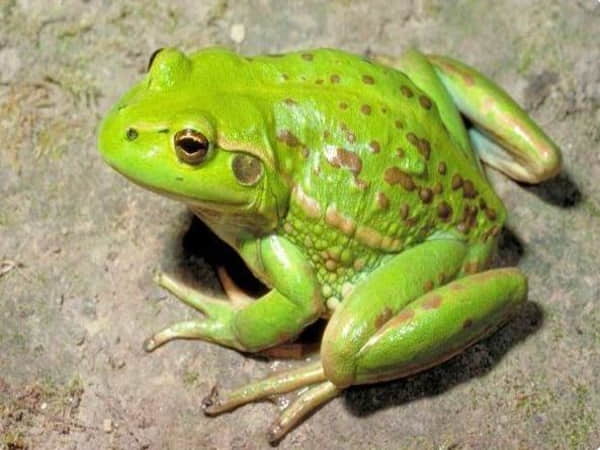 Mơ thấy con ếch là điềm lành hay điềm dữ?