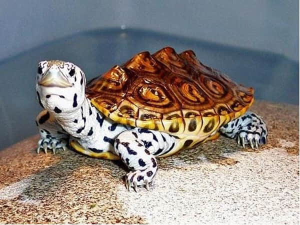 Mơ thấy con rùa là điềm gì