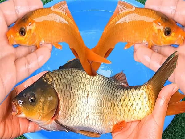 Cá chép vàng trong phong thủy và văn hóa dân gian