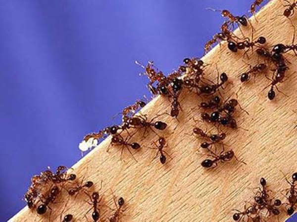Điềm báo của giấc mơ thấy kiến lửa là gì