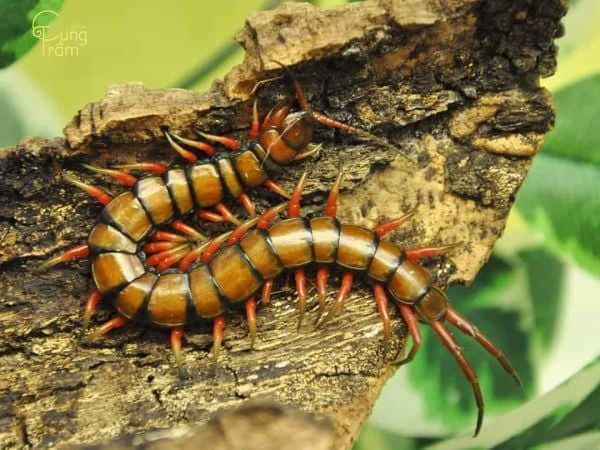 Mơ thấy rết có điềm báo gì