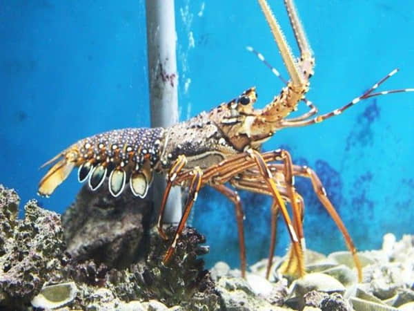 nằm mơ thấy tôm nhảy