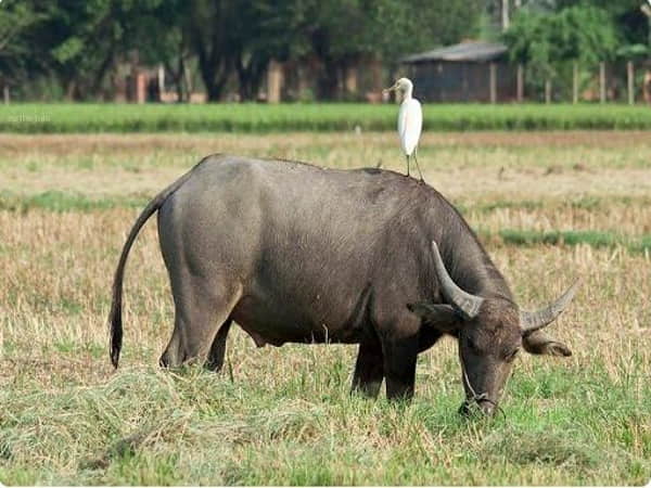 Mơ Thấy trâu hung hăng đuổi theo