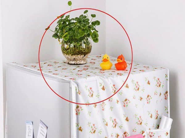 Kiêng đặt lọ hoa và chậu cây cảnh trên nóc tủ lạnh
