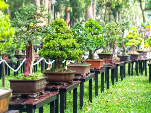Mệnh Thủy và ý nghĩa trong phong thủy cây cảnh