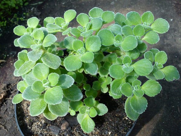 Cây Nhất Mạt Hương - cây cảnh hợp mệnh Thủy