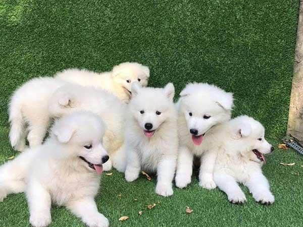Mơ thấy chó kéo xe trượt tuyết