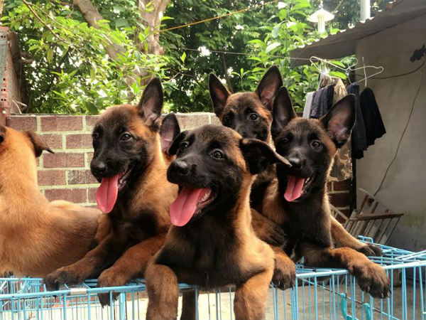 Giải mã ý nghĩa việc chiêm bao thấy đàn chó