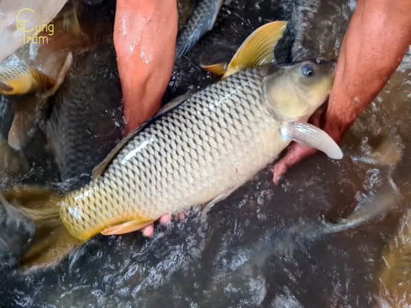 Mơ thấy ăn trộm cá có ý nghĩa gì