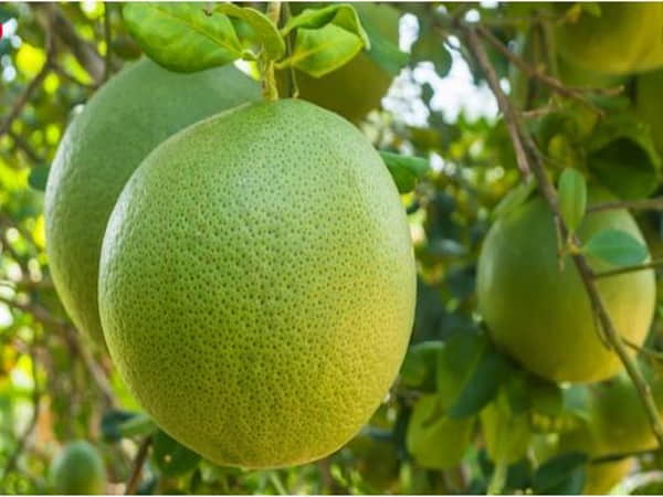 Mơ thấy vườn bưởi chín vàng