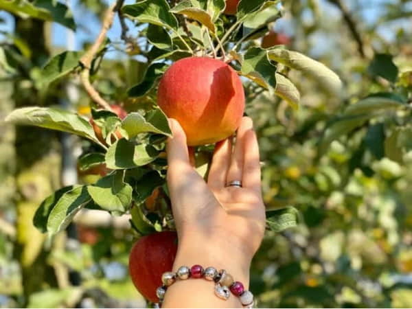 Nằm Mơ Thấy Hái Quả Táo