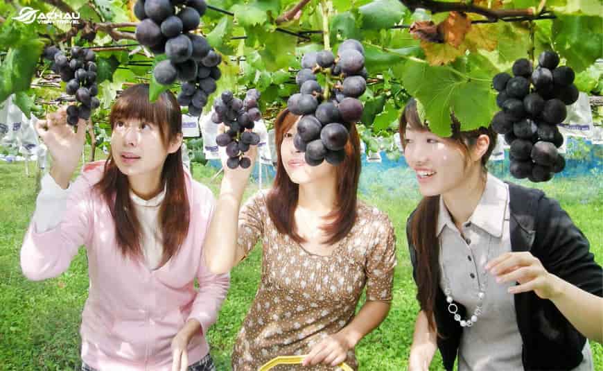 Mơ thấy hái trái cây đánh con gì, ý nghĩa chiêm bao thấy hái trái cây
