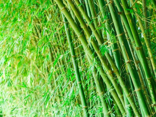 Giải mã ý nghĩa giấc mơ thấy cây tre