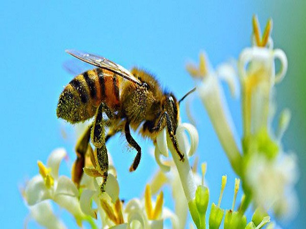 Nằm mơ thấy ong đánh con gì có ý nghĩa gì đặc biệt