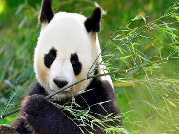 Nằm mơ thấy gấu trúc đánh con gì