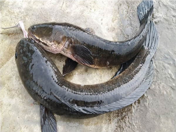 Nằm mơ thấy cá lóc số mấy, chọn số nào may mắn