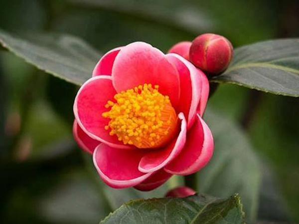 Mơ thấy hoa hải đường báo mộng điềm gì, là số mấy?