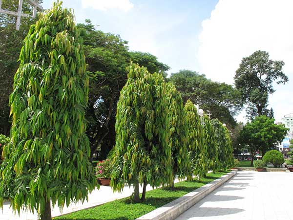 Nằm mơ thấy cây xanh đánh con gì may mắn dễ trúng