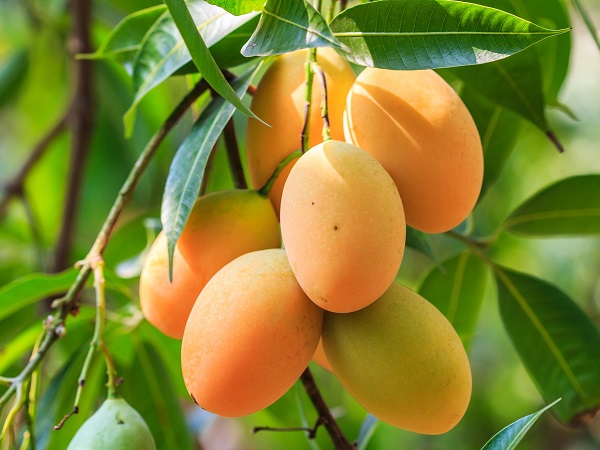 Quả xoài số mấy? Phân tích điềm báo từ giấc mơ thấy quả xoài