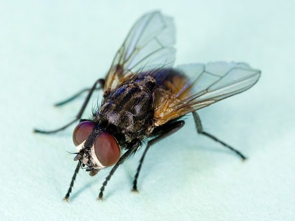 Nằm mơ thấy con ruồi số mấy, đánh con gì dễ trúng?