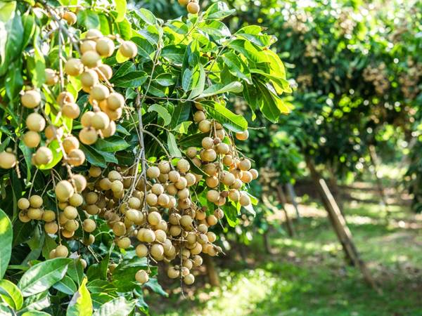 Nằm mơ thấy cây nhãn đánh con gì ?