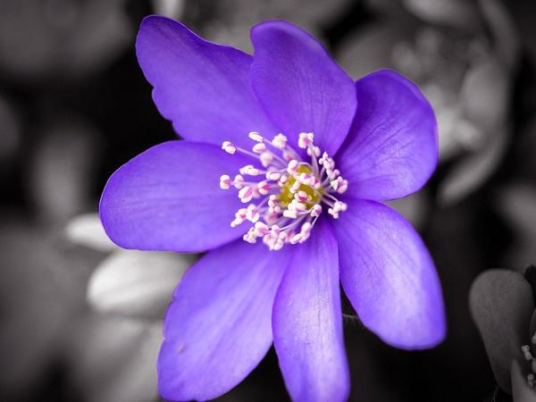 Giải mã ý nghĩa giấc mơ thấy hoa màu tím