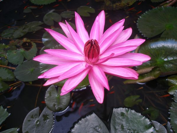 mơ thấy hoa súng
