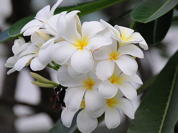 Nằm mơ thấy hoa trắng đánh con gì có ý nghĩa gì thú vị