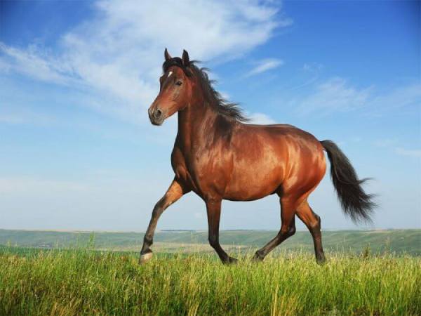 Giải mã ý nghĩa giấc mơ thấy ngựa báo hiệu điều gì?