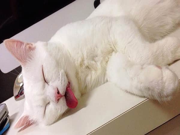 Nằm mơ thấy mèo chết