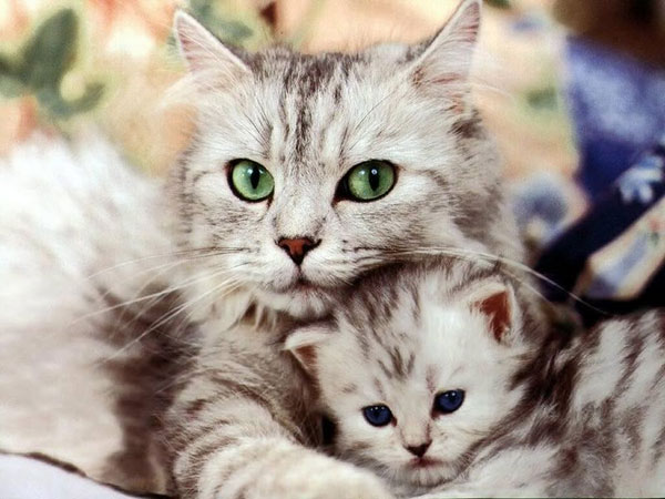 Nằm mơ thấy mèo chết đánh con gì có điềm báo gì thú vị