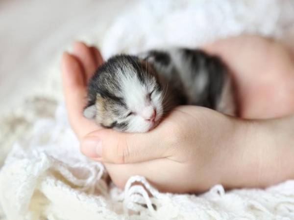 Nằm mơ thấy mèo đẻ đánh con gì may mắn có điềm báo gì