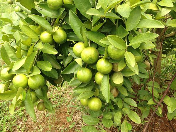 Nằm mơ thấy quả chanh đánh con gì may mắn có điềm báo gì
