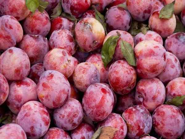 Nằm mơ thấy quả mận