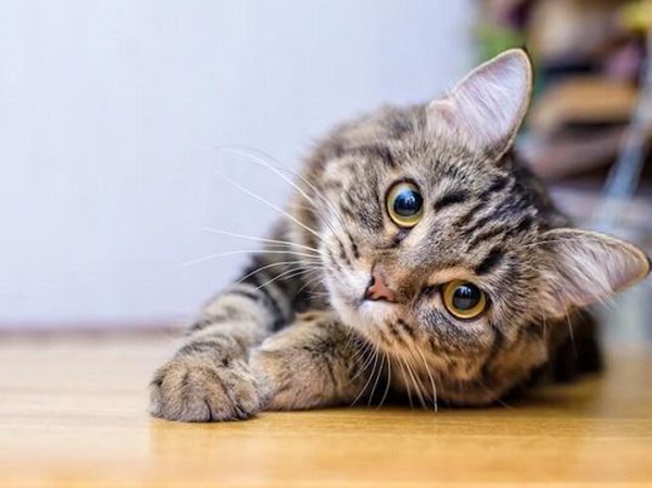 Mơ thấy mèo con đánh số mấy, điềm hung hay cát?