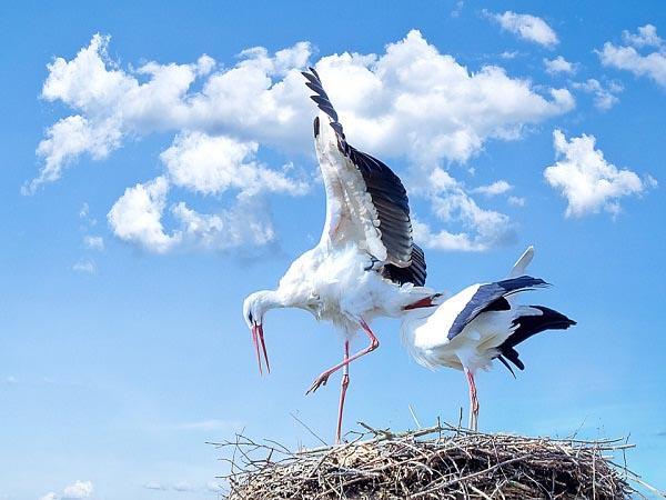 Ngủ mơ thấy con cò có điềm báo gì
