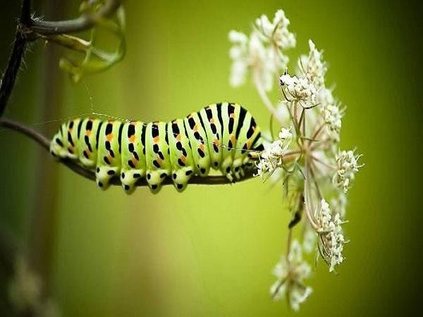 Hình ảnh con sâu trong các nền văn hóa