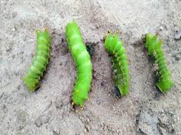 Con số may mắn liên quan khi nhìn thấy con sâu