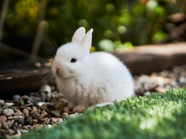 Nhìn thấy con thỏ điềm báo hên hay xui?