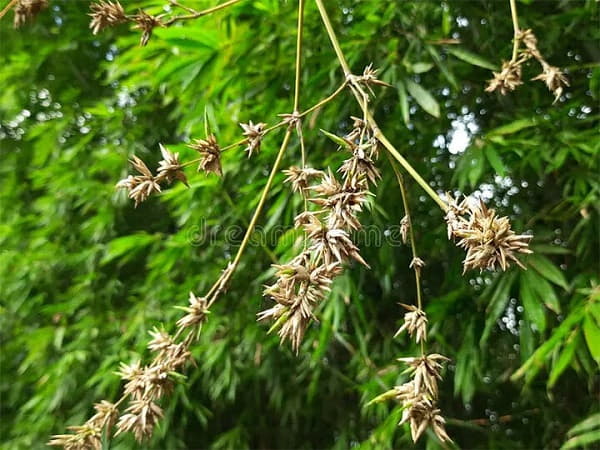 Con số may mắn liên quan khi nhìn thấy hoa tre