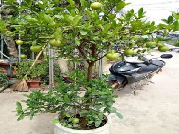 Con số may mắn liên quan khi nhìn thấy cây chanh